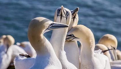 九游体育下载-拜仁锋线新星逆天表现，持续领跑德甲射手榜，拜仁10分领跑德甲