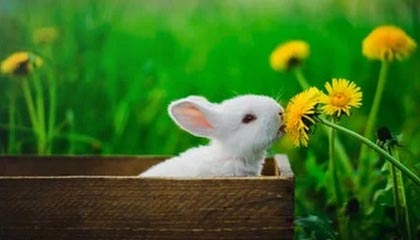 九游下载安装-PSG.LGD选手伤病恢复良好，psg lgd是哪个国家的战队